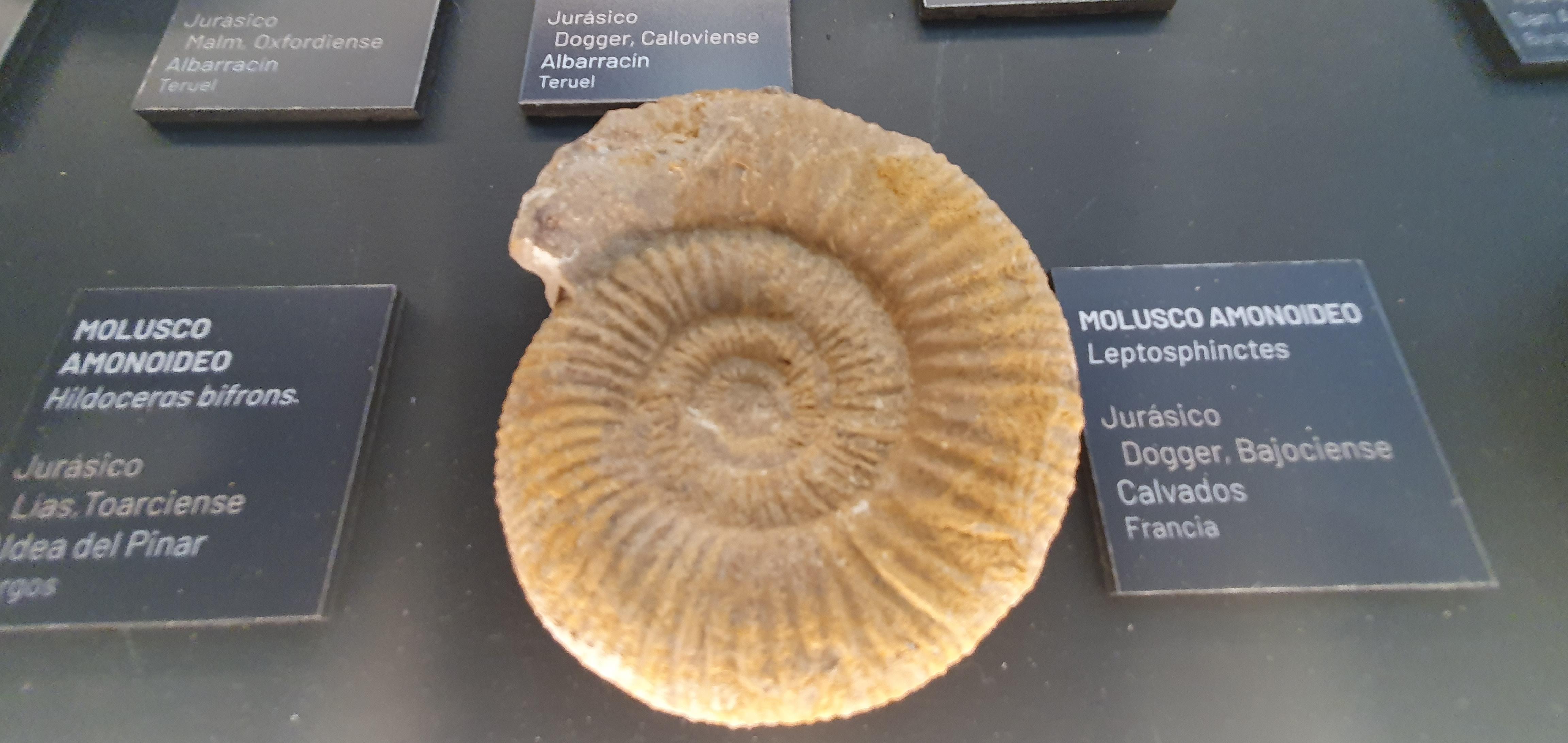 Fossilium Villamuriel de Cerrato1